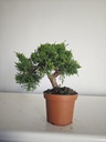 *J 12 Juniperus Chinensis Kishu, 55 euros con envio gratis peninsula.