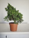 *J 13 Juniperus Chinensis Kishu, 55 euros con envio gratis peninsula.