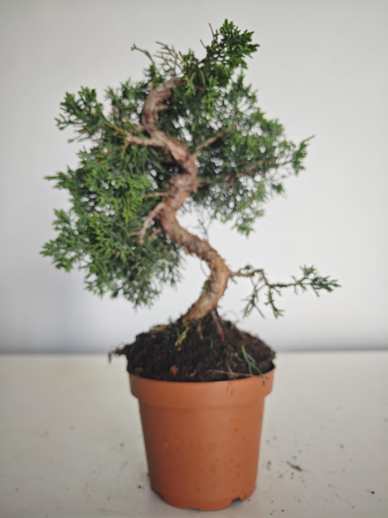*J 16 Juniperus Chinensis Kishu, 55 euros con envio gratis peninsula.