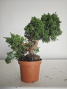 *J 1 7Juniperus Chinensis Kishu, 55 euros con envio gratis peninsula.