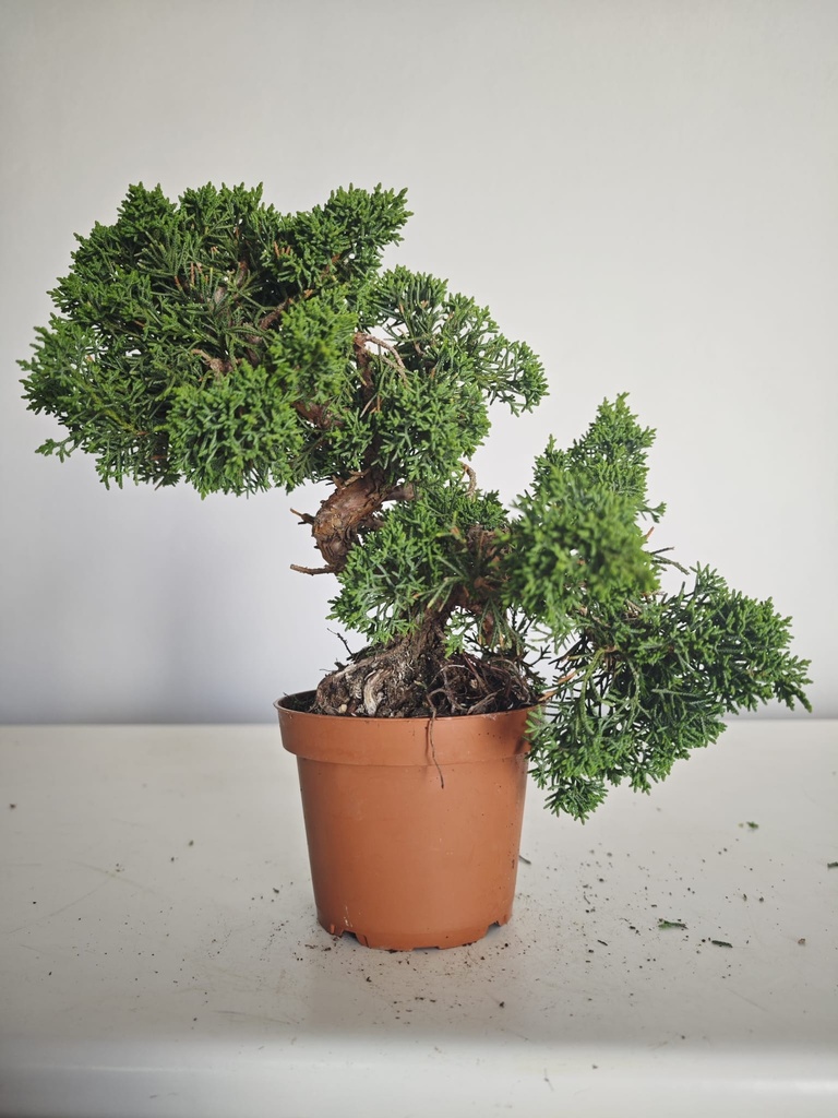 *J 1 7Juniperus Chinensis Kishu, 55 euros con envio gratis peninsula.