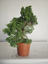 *J 1 8 Juniperus Chinensis Kishu, 55 euros con envio gratis peninsula.