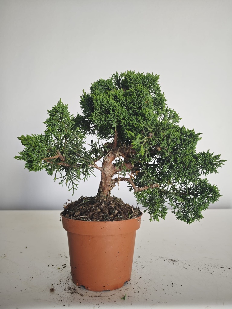 *J 1 8 Juniperus Chinensis Kishu, 55 euros con envio gratis peninsula.