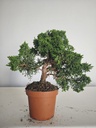 *J 1 8 Juniperus Chinensis Kishu, 55 euros con envio gratis peninsula.