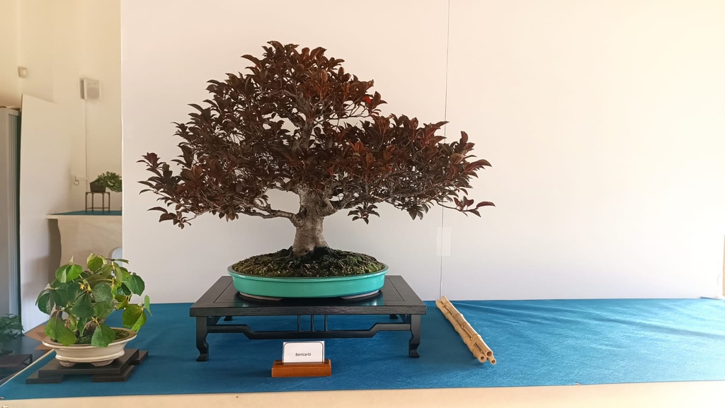 prunus pisardis 4