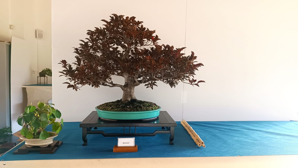 prunus pisardis 4