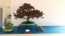 prunus pisardis 4