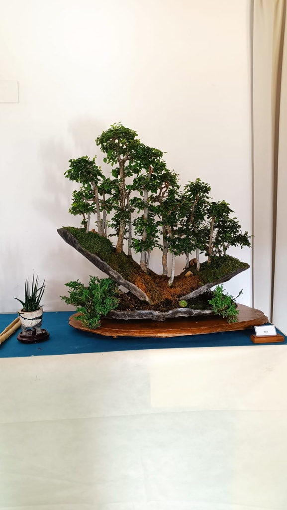 prunus pisardis 4