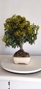 *PY 15. Pyracantha 100 euros con envio gratis peninsula.
