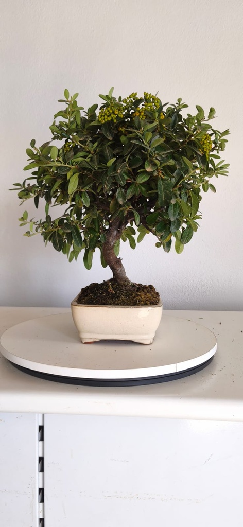 *PY 14. Pyracantha 100 euros con envio gratis peninsula.