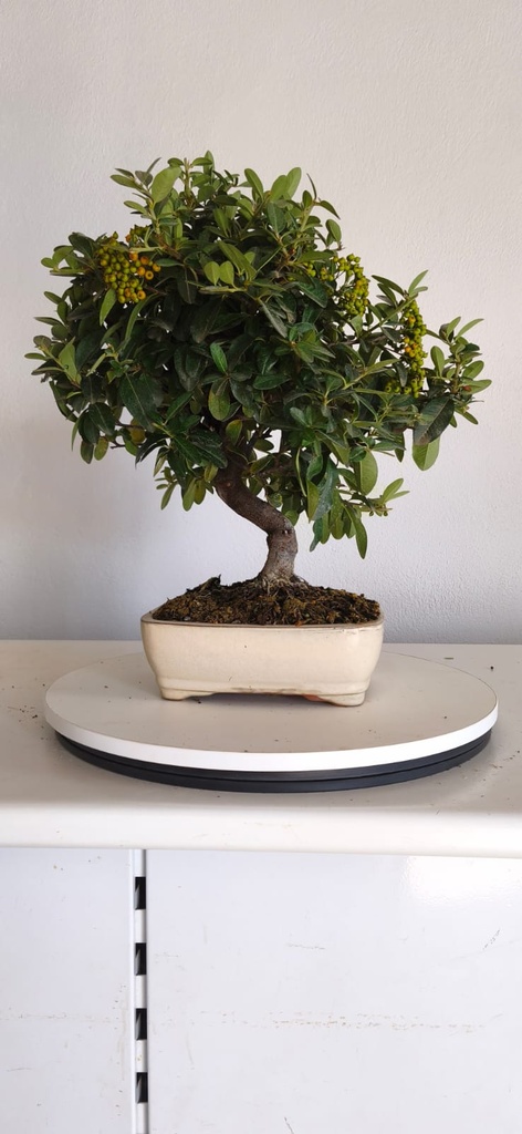 *PY 14. Pyracantha 100 euros con envio gratis peninsula.