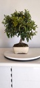 *PY 16. Pyracantha 100 euros con envio gratis peninsula.