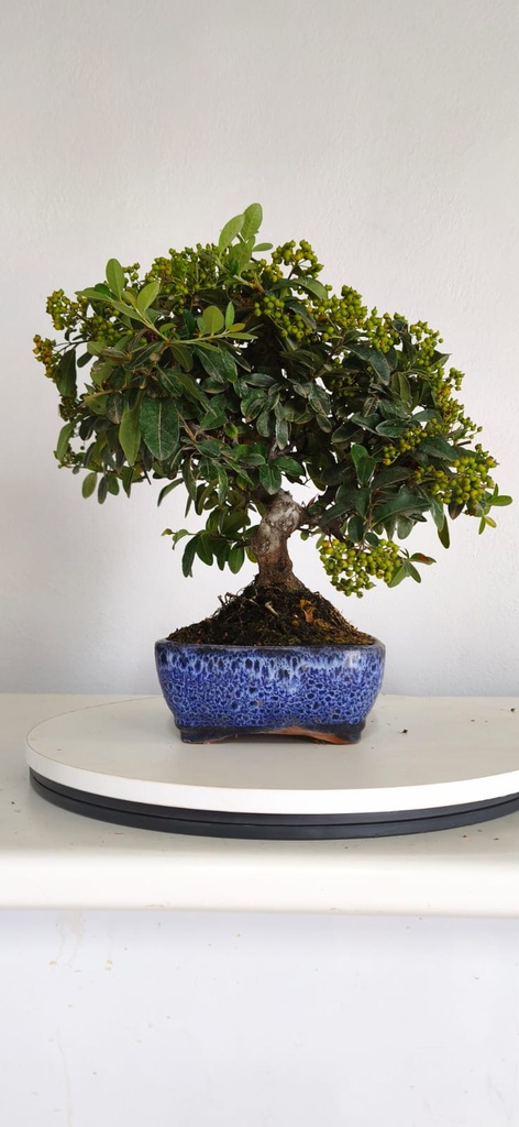 *PY 13. Pyracantha 100 euros con envio gratis peninsula.