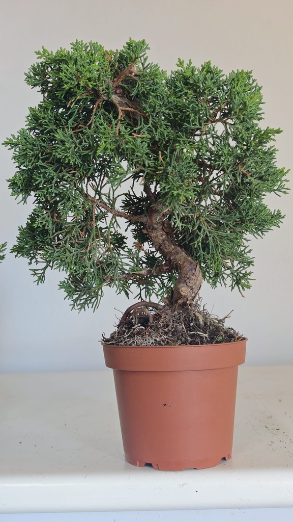 *J 19 Juniperus chinensis kishu 59 euros con envio aleatorio y gratis peninsula