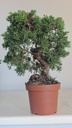*J 19 Juniperus chinensis kishu 59 euros con envio aleatorio y gratis peninsula