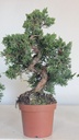 *J 19 Juniperus chinensis kishu 59 euros con envio aleatorio y gratis peninsula