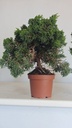 *J 19 Juniperus chinensis kishu 59 euros con envio aleatorio y gratis peninsula