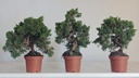 *J 19 Juniperus chinensis kishu 59 euros con envio aleatorio y gratis peninsula