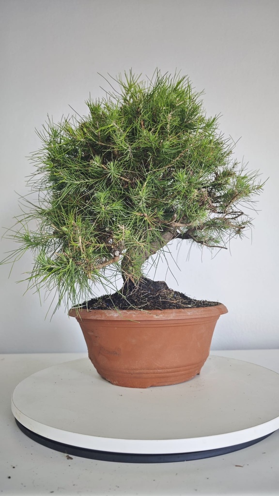 * Pinus halepensis 100 euros con envio gratis penisula.00