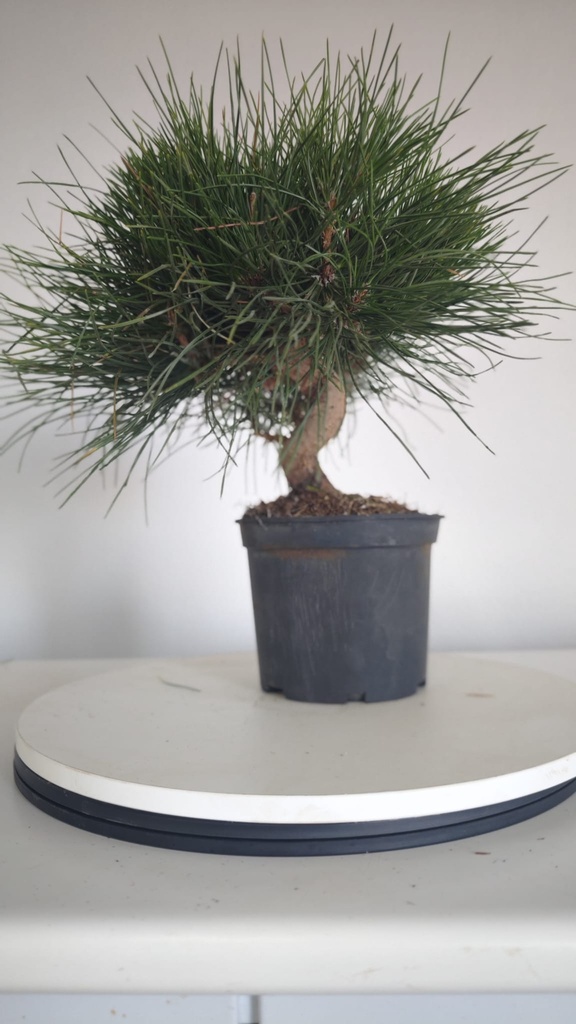 * P 2 Pinus thunbergii 100 euros con envio gratis peninsula.