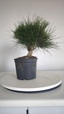 * P 2 Pinus thunbergii 100 euros con envio gratis peninsula.