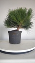 * P 3 Pinus thunbergii 100 euros con envio gratis peninsula.