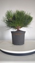 * P 3 Pinus thunbergii 100 euros con envio gratis peninsula.