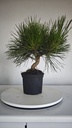 * P 4 Pinus thunbergii 100 euros con envio gratis peninsula.