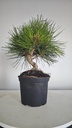 * P 4 Pinus thunbergii 100 euros con envio gratis peninsula.