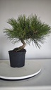 * P 5 Pinus thunbergii 100 euros con envio gratis peninsula.