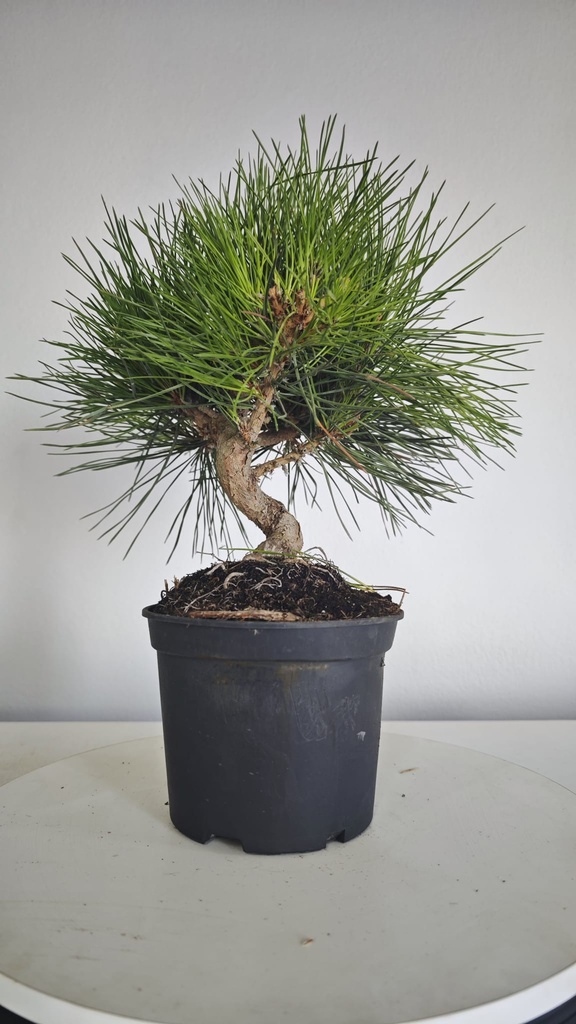* P 5 Pinus thunbergii 100 euros con envio gratis peninsula.