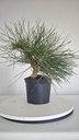 * P 6 Pinus thunbergii 100 euros con envio gratis peninsula.