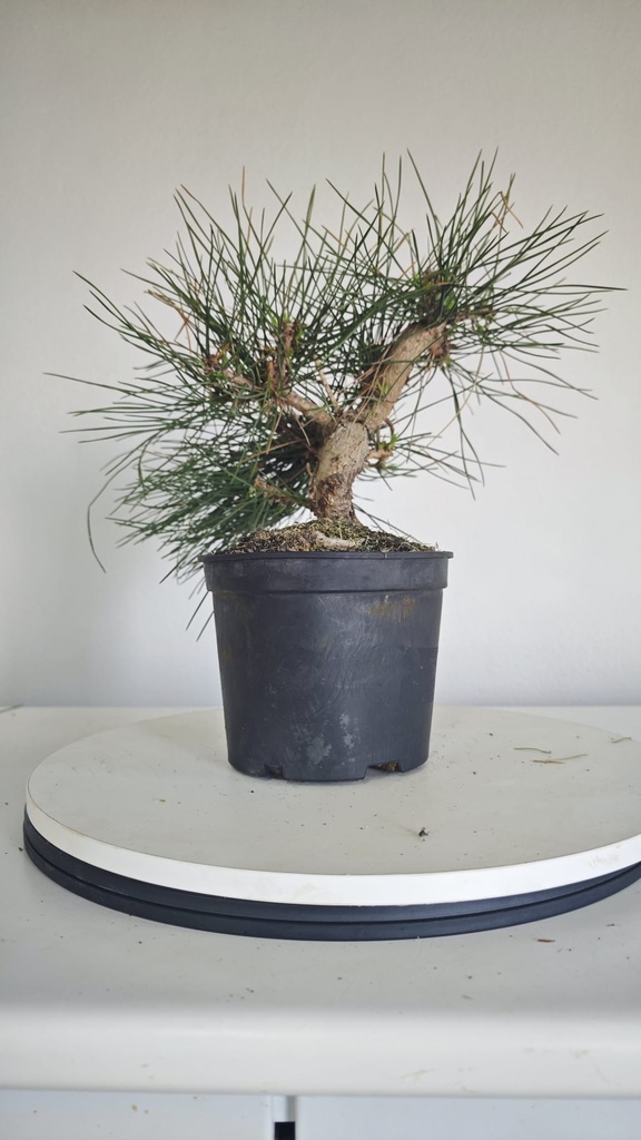 * P 6 Pinus thunbergii 100 euros con envio gratis peninsula.