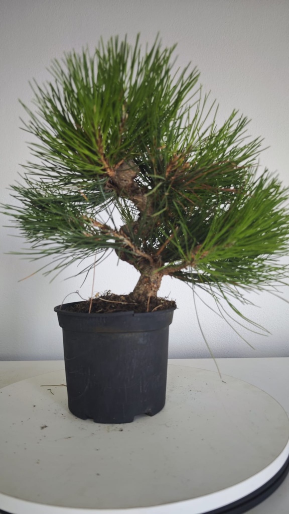 * P 8 Pinus thunbergii 100 euros con envio gratis peninsula.