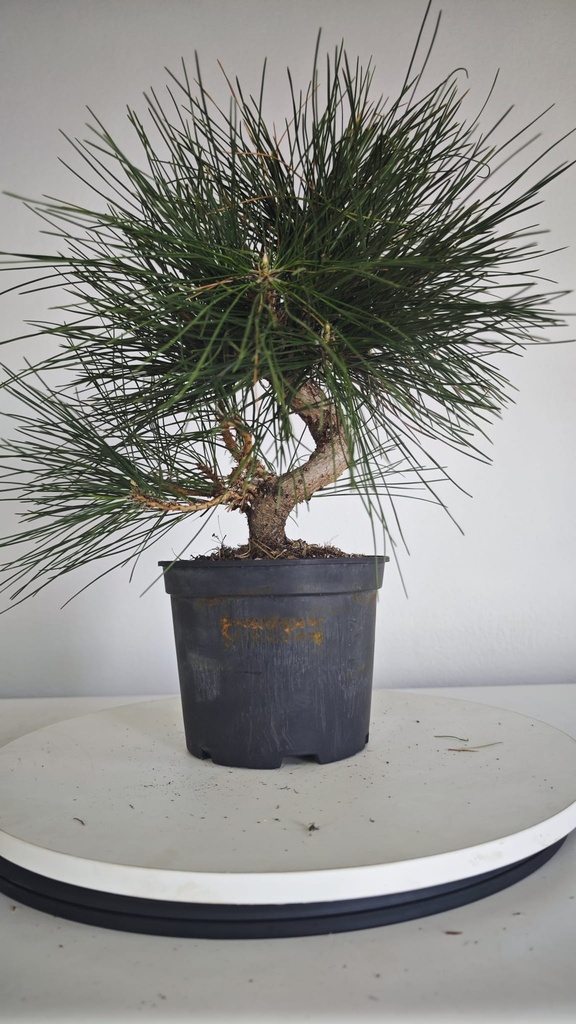 * P 9 Pinus thunbergii 100 euros con envio gratis peninsula.