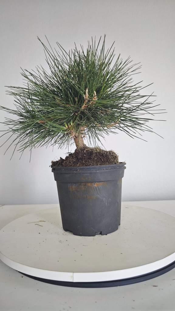 * P 11 Pinus thunbergii 70 euros con envio gratis peninsula.