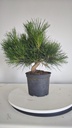 * P 12 Pinus thunbergii 70 euros con envio gratis peninsula.