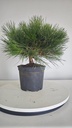 * P 12 Pinus thunbergii 70 euros con envio gratis peninsula.