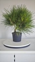 * P 13 Pinus thunbergii 70 euros con envio gratis peninsula.