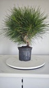 * P 13 Pinus thunbergii 70 euros con envio gratis peninsula.