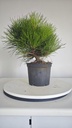 * P 14 Pinus thunbergii 70 euros con envio gratis peninsula.