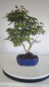 * P 6 Pinus thunbergii 70 euros con envio gratis peninsula.