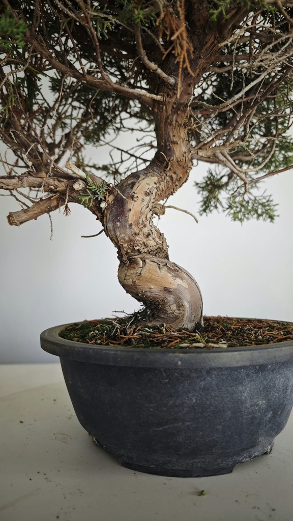 *KI 12 Juniperus chinensis kishu 230 euros con envio aleatorio y gratis peninsula