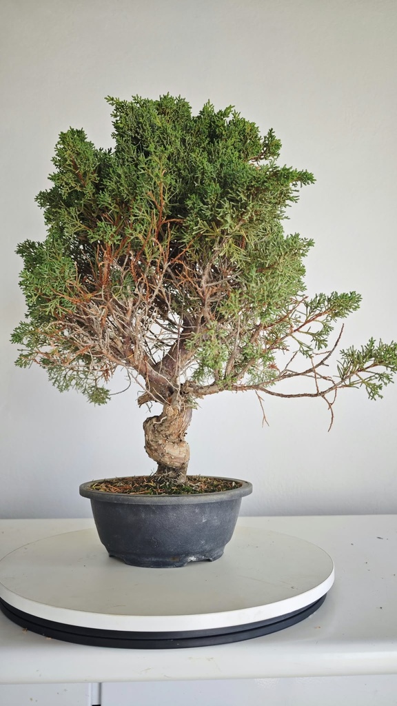 *KI 12 Juniperus chinensis kishu 230 euros con envio aleatorio y gratis peninsula