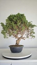 *KI 12 Juniperus chinensis kishu 230 euros con envio aleatorio y gratis peninsula