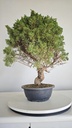 *KI 12 Juniperus chinensis kishu 230 euros con envio aleatorio y gratis peninsula