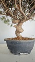 *KI 10 Juniperus chinensis kishu 230 euros con envio aleatorio y gratis peninsula