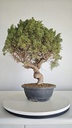 *KI 10 Juniperus chinensis kishu 230 euros con envio aleatorio y gratis peninsula