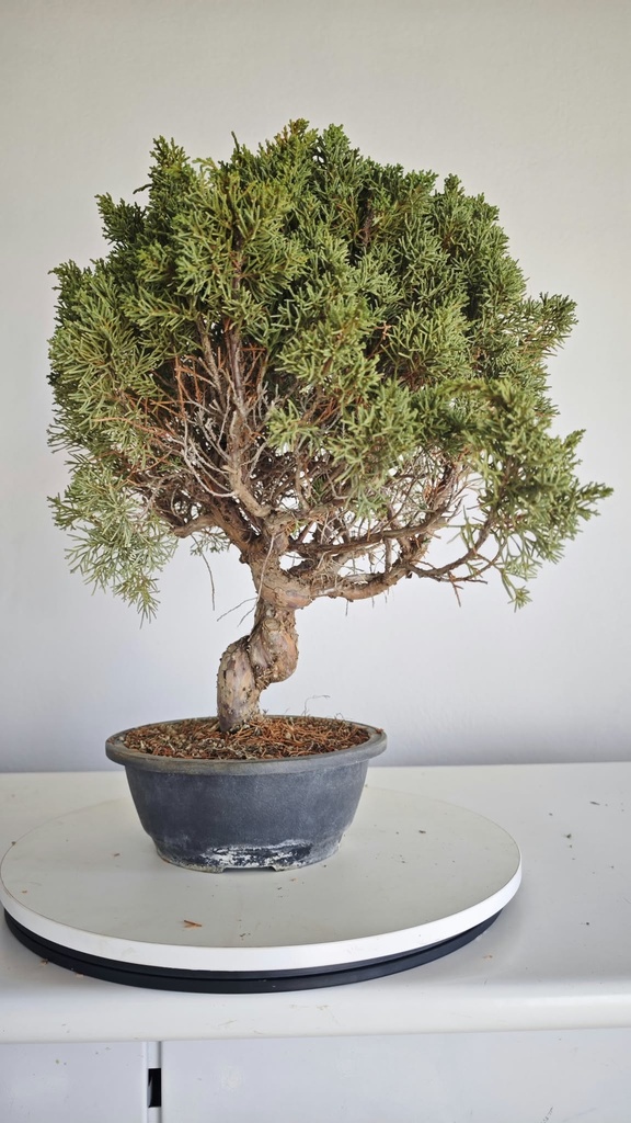 *KI 11 Juniperus chinensis kishu 230 euros con envio aleatorio y gratis peninsula