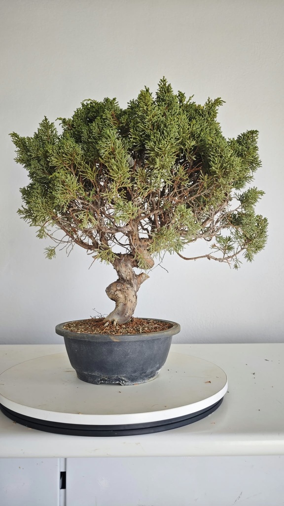 *KI 11 Juniperus chinensis kishu 230 euros con envio aleatorio y gratis peninsula